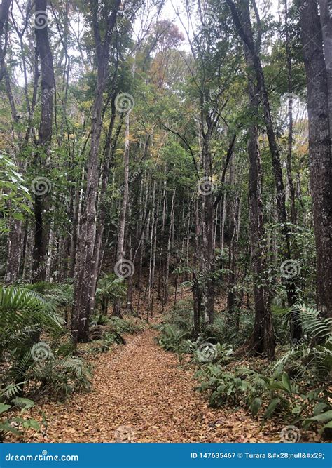 Bosque De Los Rboles Del Viaje Por Carretera Imagen De Archivo