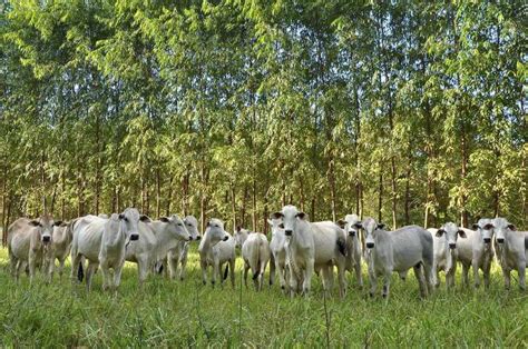 Import Ncia Da Irriga O Na Integra O Lavoura Pecu Ria Floresta