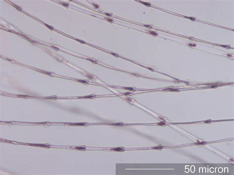 Crow Corvidae Feather Barbules Under The Microscope