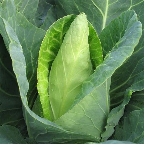 Cabbage Caraflex F1 Kings Seeds Direct