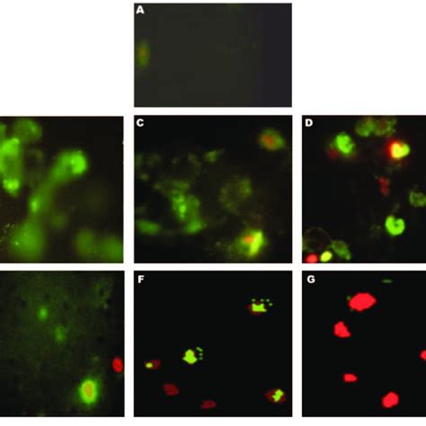 Detection Of Apoptosis In Mcf Cells By Annexin V Fitc And Pi