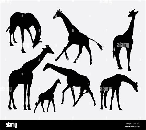 Giraffe Vector Vectors Hi Res Stock Photography And Images Alamy