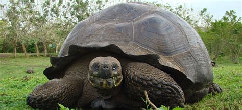 Galapagos Conservation Trust