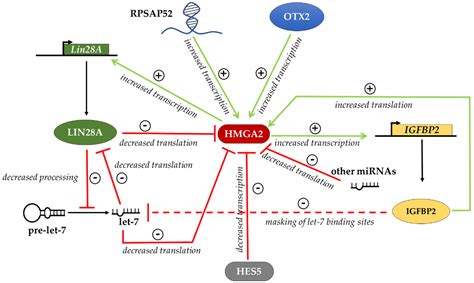 IJMS Free Full Text HMGA Proteins In Stemness And Differentiation