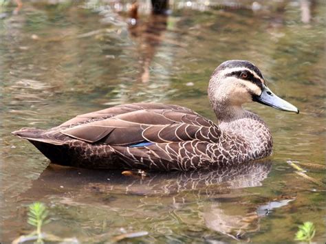 Pacific Black Duck photo image 7 of 9 by Ian Montgomery at birdway.com.au