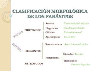 Estructura y morfología parasitaria integral 2012 PPT Descarga Gratuita