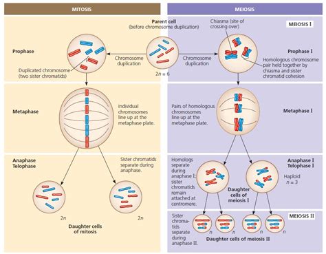 Meiosis - The Cell Cycle