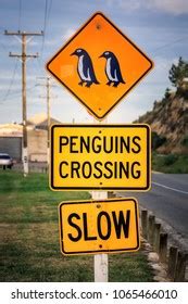 95 Slow Penguins Crossing Images Stock Photos 3D Objects Vectors