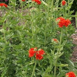 Lychnis chalcedonica 'Plena' - Vitro Westland