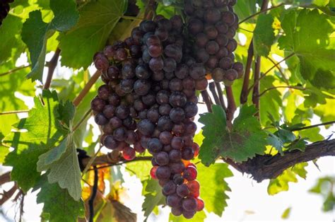 Las Diferentes Variedades De Uvas Rojas Difieren En Sabor Y Aplicaci N