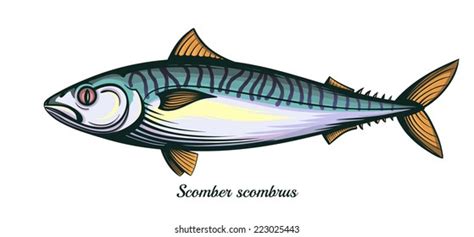 Mackerel Fish Isolated Vector Illustration Stock Vector Royalty Free