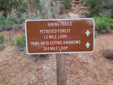 Hiking The Petrified Forest And Sleeping Rainbow Trails At Escalante