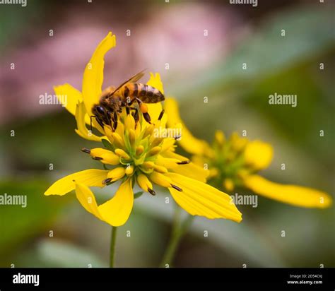 Insect photography, macro images of bees Stock Photo - Alamy