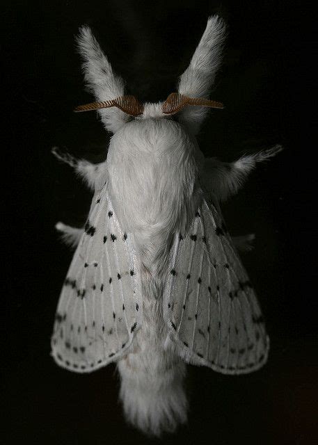 Fluffy White Moth Portrait Flannel Moth Cute Moth Moth