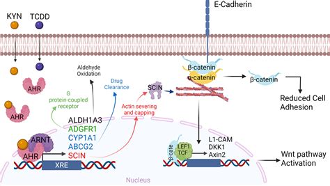 Characterizing The Transcriptional Signature Regulated By The Ahr