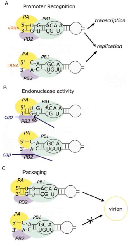 The Differential Recognition Of The Vrna And Crna Promoters By In