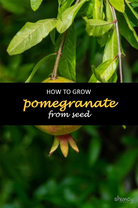 How To Grow A Pomegranate Tree From Seed