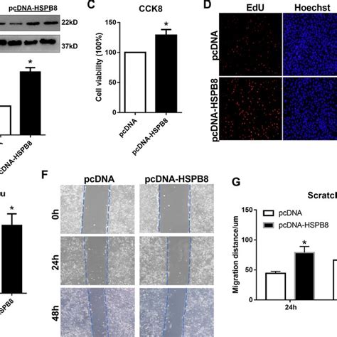 HSPB8 Overexpression Promotes Cell Proliferation And Migration In A549