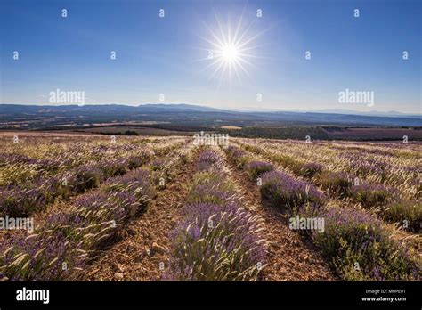 France Vaucluse Regional Natural Reserve Of Luberon Lagarde D Apt Field