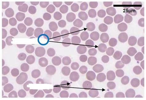 Dmd Embryology And Histology Exam Blood Lab Manual