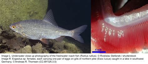 Consistent Patterns Of Trophic Niche Specialization In Host Populations