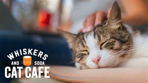 New Dallas Cat Cafe Now Open – That Cat Life