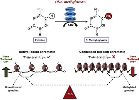 2 The Schematic Diagram Displaying How The DNA Methyltransferase