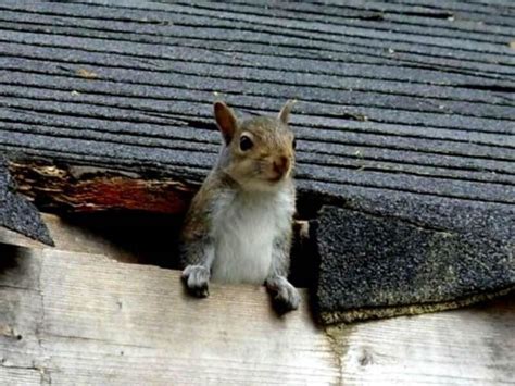 How To Get Squirrels Out Of Attic A Comprehensive Guide Spark