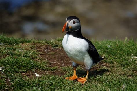 Black Atlantic Puffin Picture Image 119007923