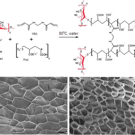 Mesoporous Structure Of Swollen Hydrogels A Proposed Free Radical