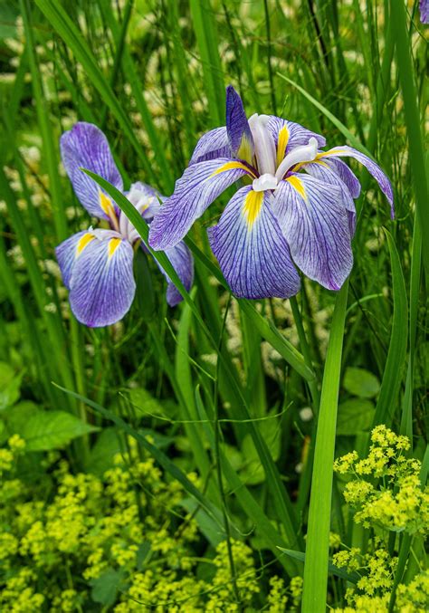 Japanische Iris Blumen Pflanze Kostenloses Foto Auf Pixabay Pixabay