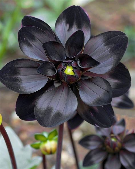 Pin By Jada Nguyen On Black Flowers In Unusual Flowers