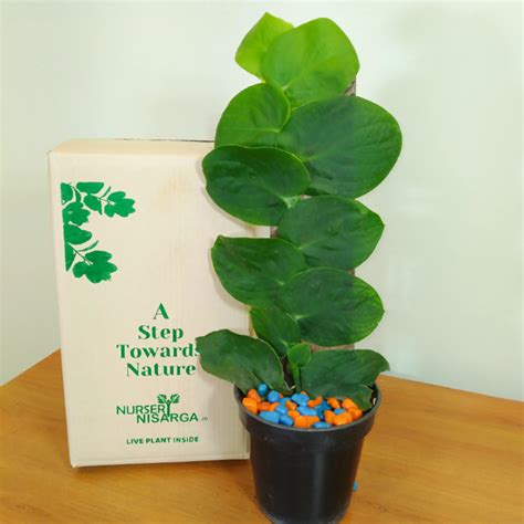 Buy Rhaphidophora Hayi Shingal Creeper Plant Nursery Nisarga