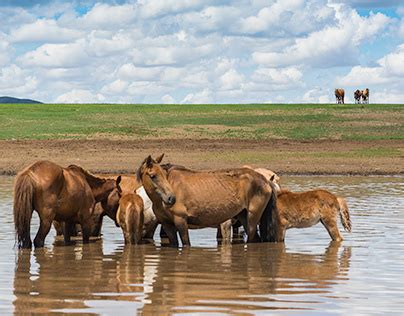 Mongolian Wild Horses | Behance