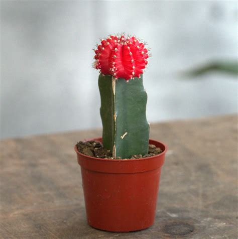 Moon Cactus– Plant Collective