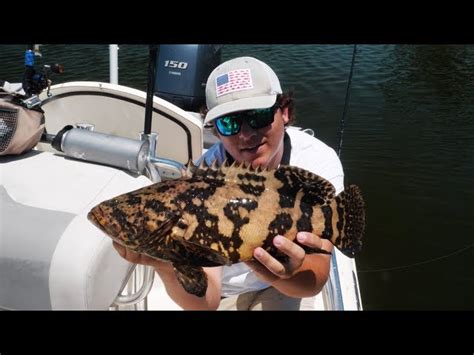 Baby Grouper