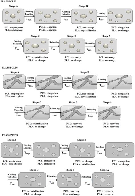 The Mechanism Of The Triple Shape Memory Effect Of Pla Pcl Blends