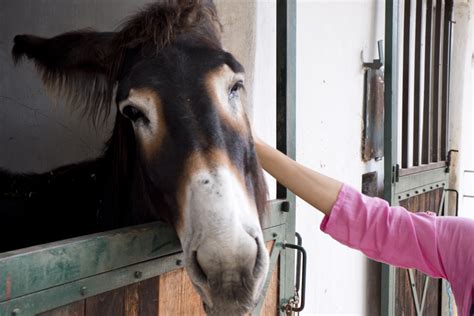 Os Simpáticos Burros De Miranda Andarilho