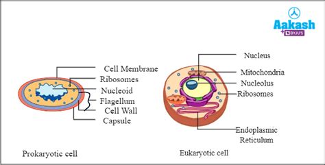 Vacuoles In Biology Definition Types And Importance Aesl