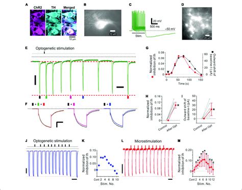 Optogenetic Activation Of Lc Neurons Inhibits Ih Evoked In An Mtn