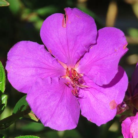 Tibouchina Lepidota Alstonville Flower Of Tibouchina Lep Flickr