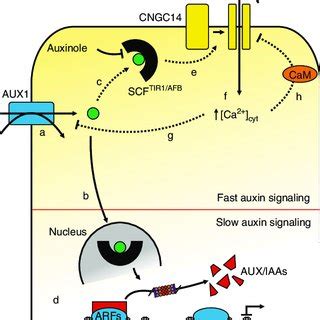 PDF AUX1 Mediated Root Hair Auxin Influx Governs SCFTIR1 AFB Type Ca2