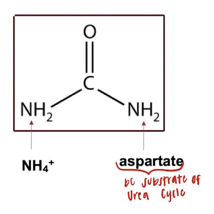 The Urea Cycle Other Metabolic Waste Flashcards Quizlet