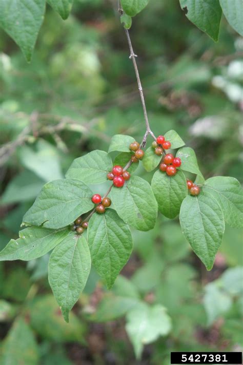 Amur Honeysuckle Lonicera Maackii Rupr Herder