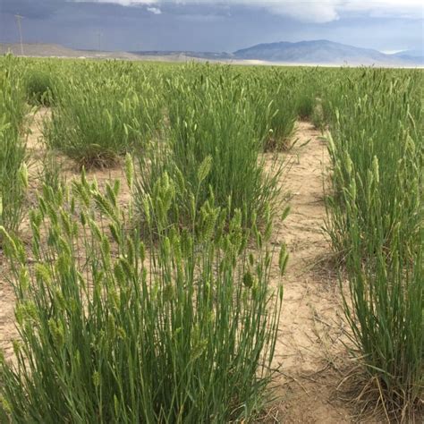 Douglas Crested Wheatgrass - Great Basin Seeds - Agropyron cristatum