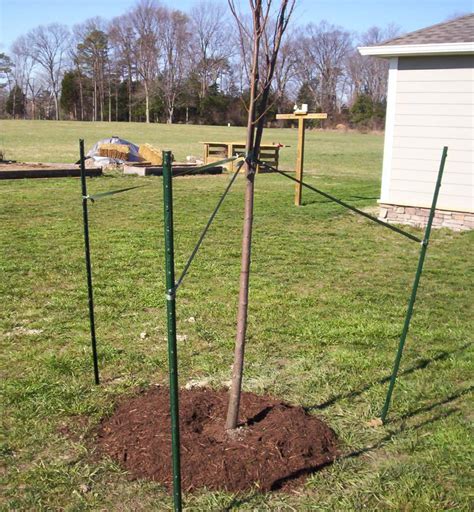 Tree Planting West Omaha Tree Service