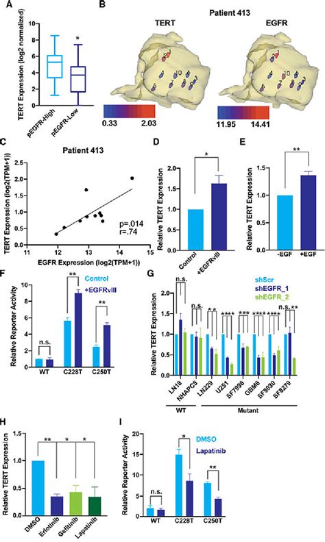 Figure 1 From Gabp Couples Oncogene Signaling To Telomere Regulation In