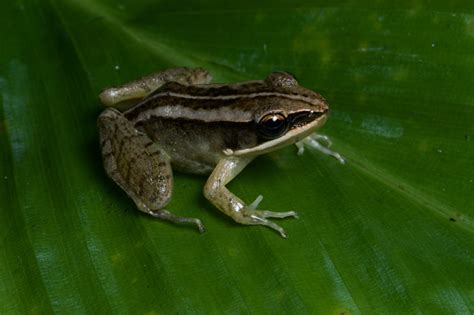 Named After Their Habitats Three New Frogs Add To Arunachals Biodiversity