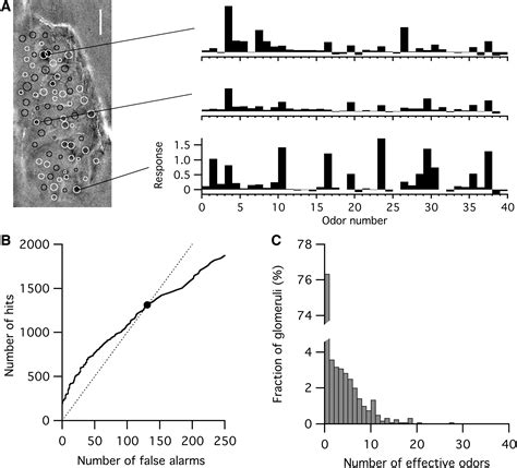 Rat Olfactory Bulb Mitral Cells Receive Sparse Glomerular Inputs Neuron