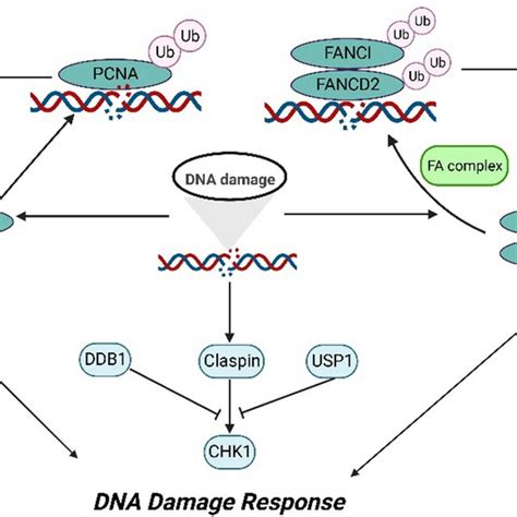 Model Illustrating The Role Of The Usp1 In Dna Damage Response By Download Scientific Diagram